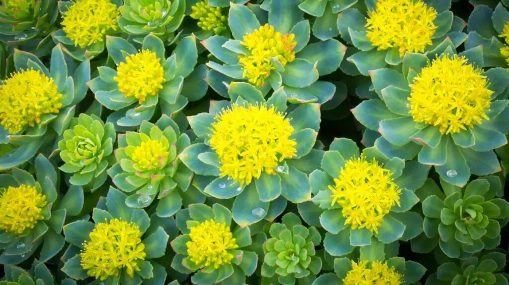 How Effective Is Rhodiola Root Extract In Improving Sleep Quality?