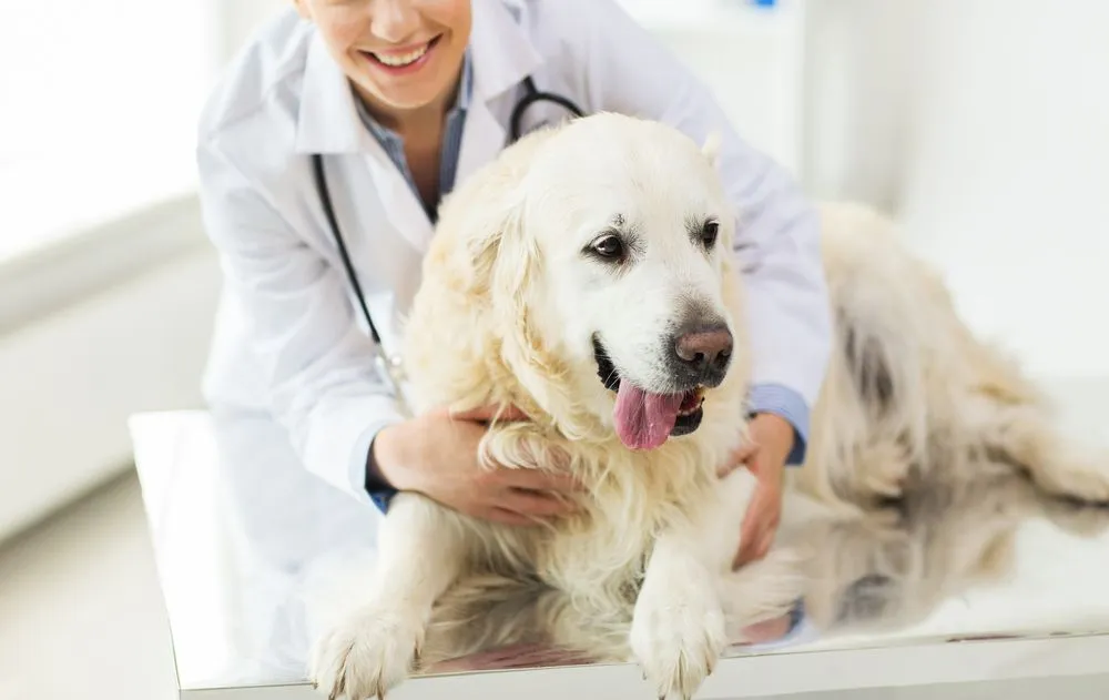 5 Reasons Your Veterinarian Ask to Get Ultrasonography for Your Dog
